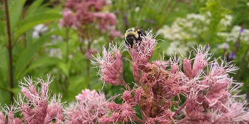 Wildflower Planting and Pollinator Garden Stewardship | Ajax