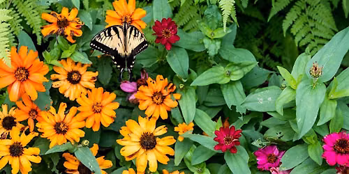 Introduction to Permaculture Design
