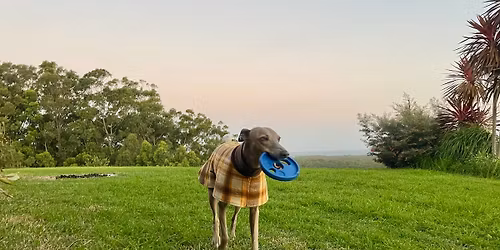 Launceston Whippet Meet