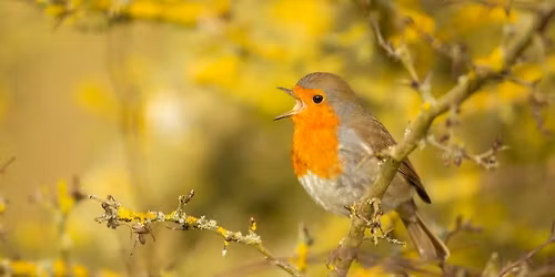 Introduction to Birdsong