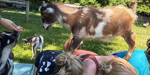 Baby Goat Yoga (Last class of the season)