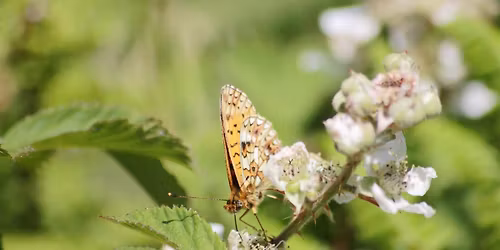 Butterfly and Moth Survey Day at Venford Reservoir