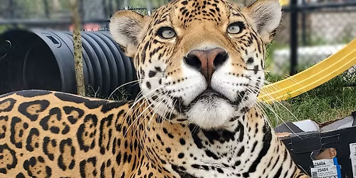 Panther Ridge Rescue Big Cat Experience