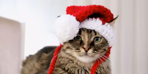 Mistletoe & Meows on Bridgetown!