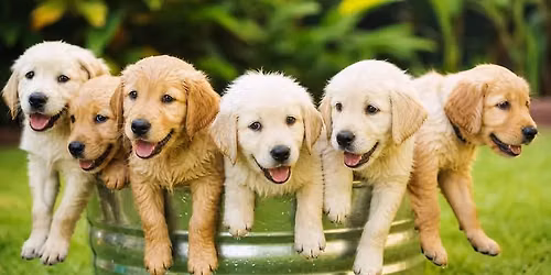 Puppy Social