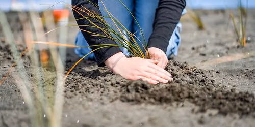 Whiritoa back dune planting