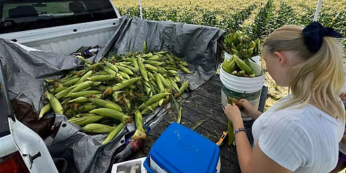 2nd Annual Pick Your Own Sweet Corn Weekend