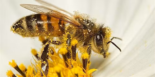 What\u2019s All the Buzz About? Join us for National Honey Bee Day!