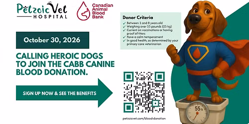 Canine Blood Donation