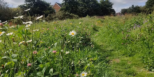 Balloo Woodland & Wetland Wander