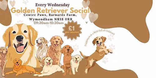 Weekly Golden Retriever Meet