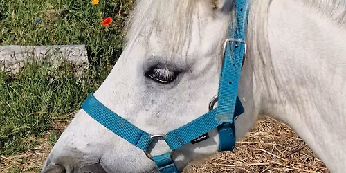 Christmas Holiday Midweek Shares