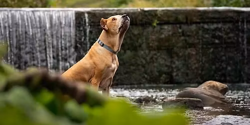 PENNINE PEN CHRISTMAS FAIR