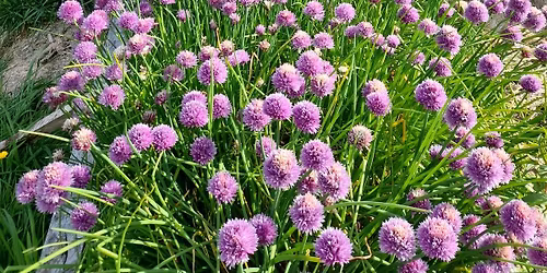 Growing & Using Culinary Herbs