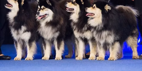 Jyv\u00e4skyl\u00e4 monster Dog Shows 12.-13.09.2026