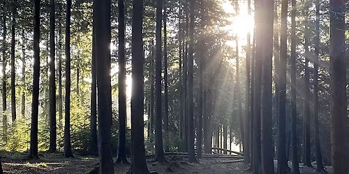 A Forest Bathing Experience