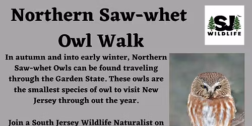 Saw-whet Owl Walk - Cape May County