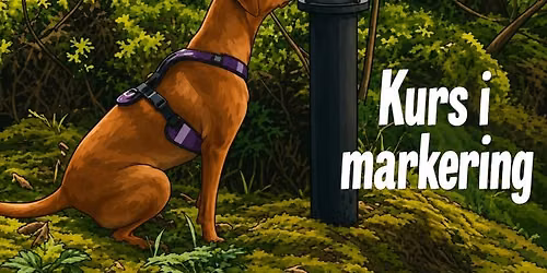 Kurs i markering - L\u00e6r hunden presise markeringer