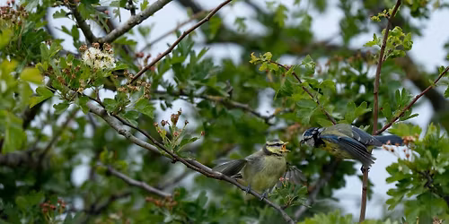 The Big Garden Bird Watch