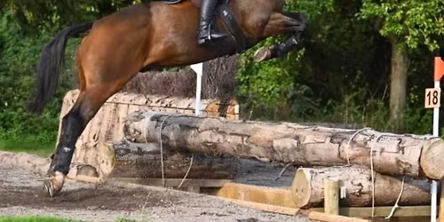 Equine table top tack sale 