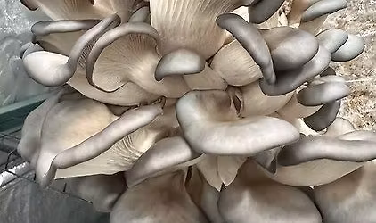 Mushroom Talk, Tasting & Growing Workshop