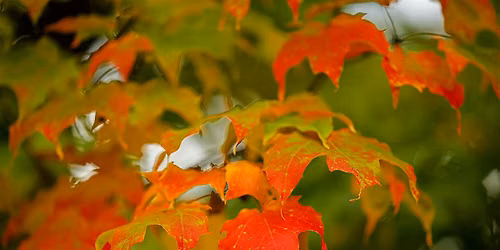 Photo Meet-Up at Hausmann Nature Center: Walk in the Woods