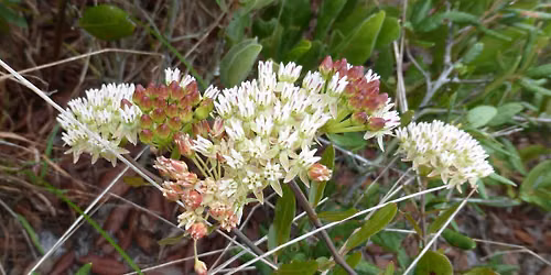 Botany Walk at Tiger Creek Preserve with Kara Driscoll
