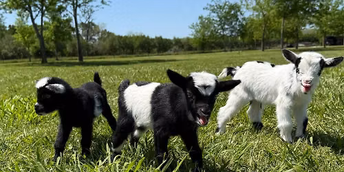 Mini Cow Cuddles and Baby Goat Snuggles