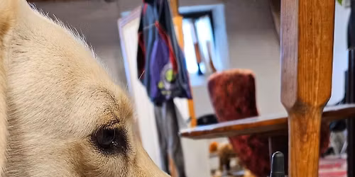 \u00d6ppen tr\u00e4ning Nosework (Eucalyptus) 2 platser kvar i andra gruppen.