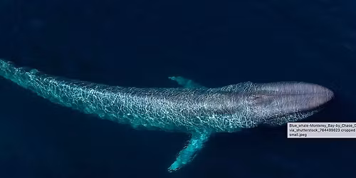 Friends of Hopkins Talk | Wearables on whales