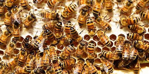 Bee Day