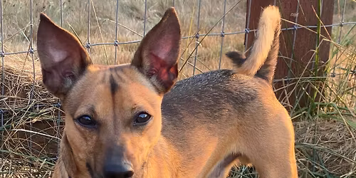 Adoption Event at Coastal Farm and Ranch - Auburn