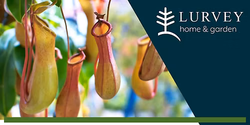 Carnivorous Plants 101: Growing Tropical Pitcher Plants at Home