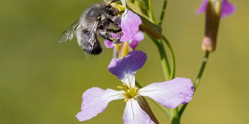 Hellyer County Park BioBlitz