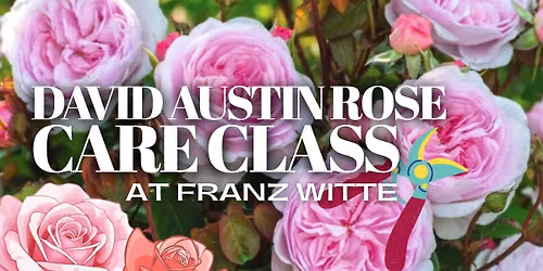 Rose Care 101 \u2013 David Austin Roses