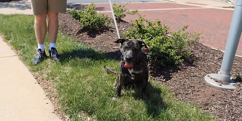 AFH DOG AND PUPPY ADOPTION EVENT - DULLES