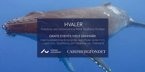 Livestream: Med havets k\u00e6mper p\u00e5 jagt