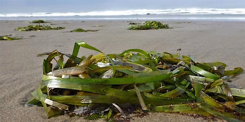 Junior Ecologist (ages 6-9): Wrack and Wreath
