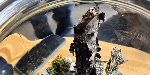 Terrarium Building Workshop