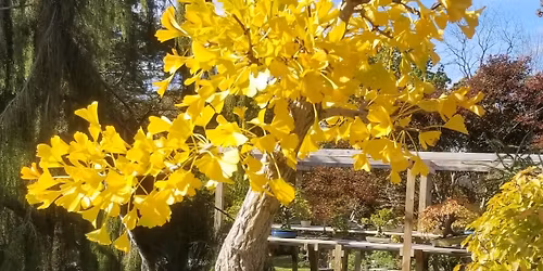 Monthly Bonsai Meeting