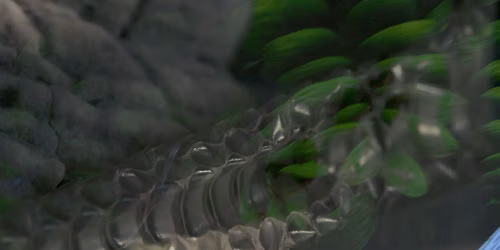 Zamioculcas zamiifolia \/ blanche the vidiot \/ Bolcs\u00f3 \/ Gy\u00f6ngy \/ Hevesi 