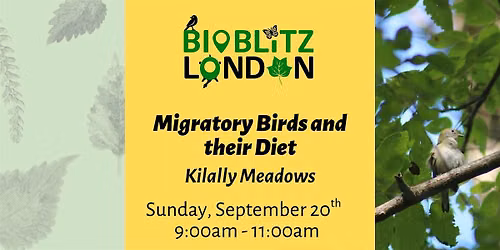 Migratory Birds and their Diet - Guided Walk in Kilally Meadows