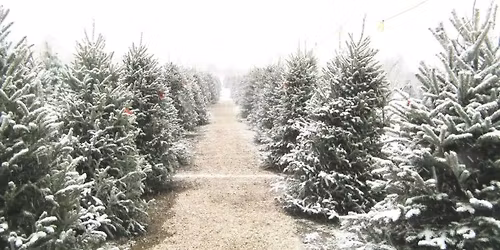 Annual Christmas Tree Sale