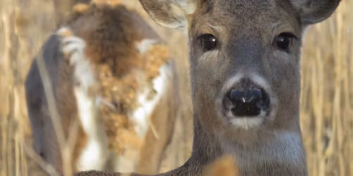 Nature Adventures: Whitetail Games