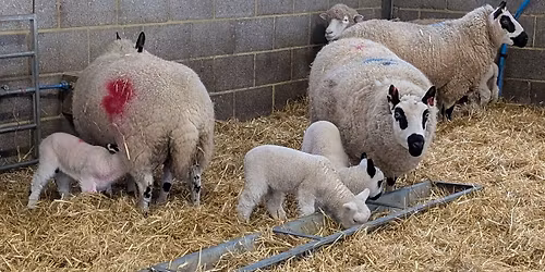 Lamb-Along-A-Ding-Dong