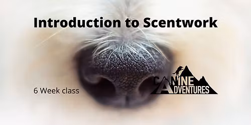 Intro to Scentwork