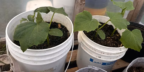 Grow Cucumbers in a Bucket- A MAKE & TAKE CLASS