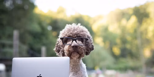 Hundetrainingswoche