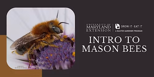 CCMG Specialty Class 2: Mason Bee House (hands-on)