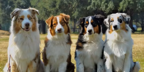 Oudtshoorn Dogs in Need fundraiser